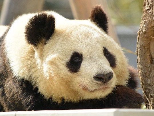 panda-1